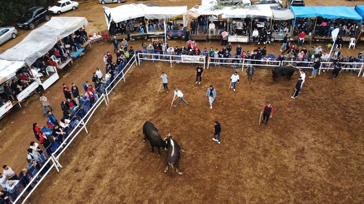 Muğla'da boğa güreşleri festivali yapıldı